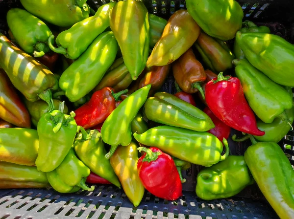Zöld és piros kápia paprika