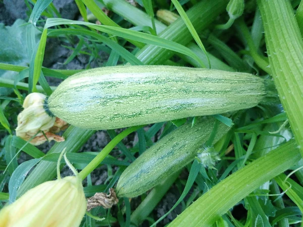 Cukkini (300g - 600g)