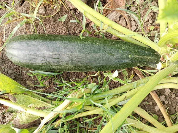 Cukkini (0,8-2 kg/db)