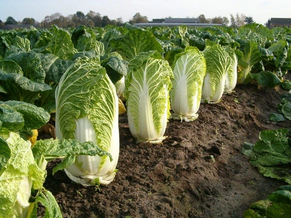 Kínai kel (0,6-1,2 kg)