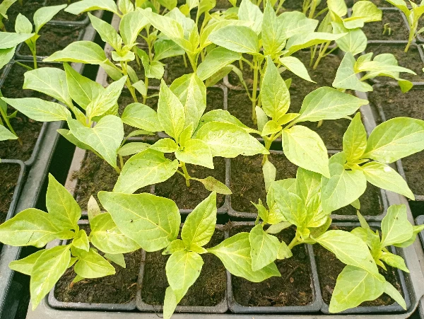 Paprika palánta - Albaregia TV