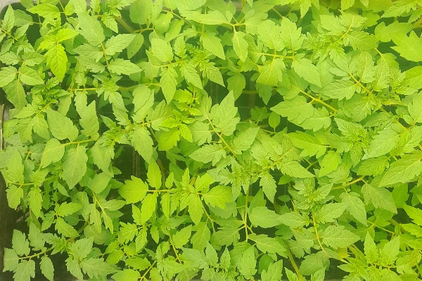 Prekos paradicsom palánta