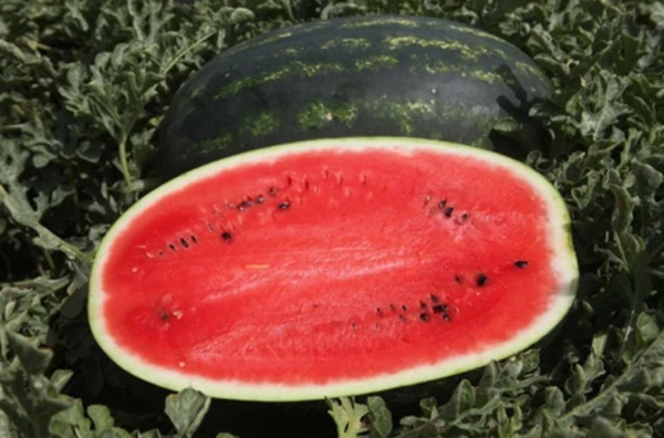 Görögdinnye (kb. 5-8 kg)
