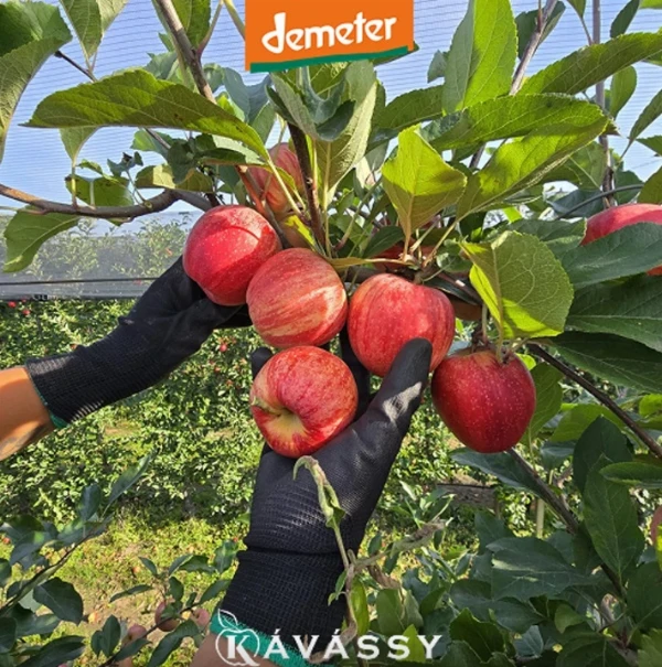  Alma - Gála (vegyes méretűek) biodinamikus