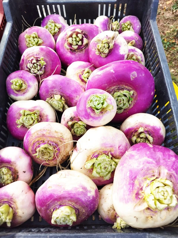 Tarlórépa (Kerekrépa)