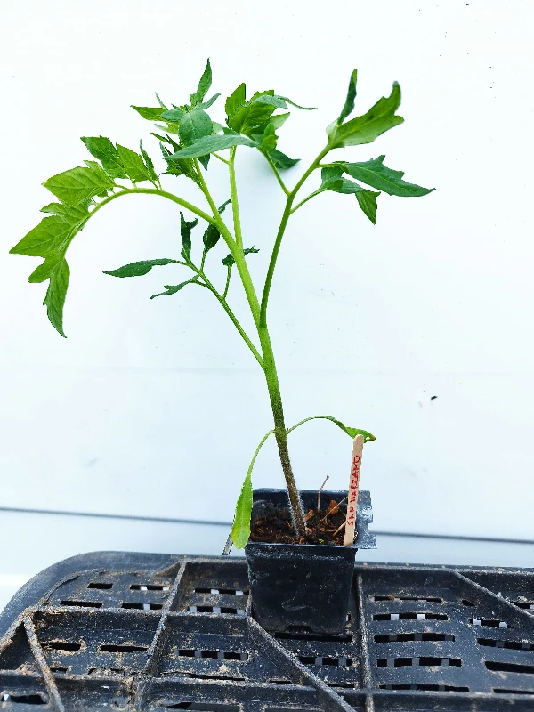San Marzano paradicsom palánta