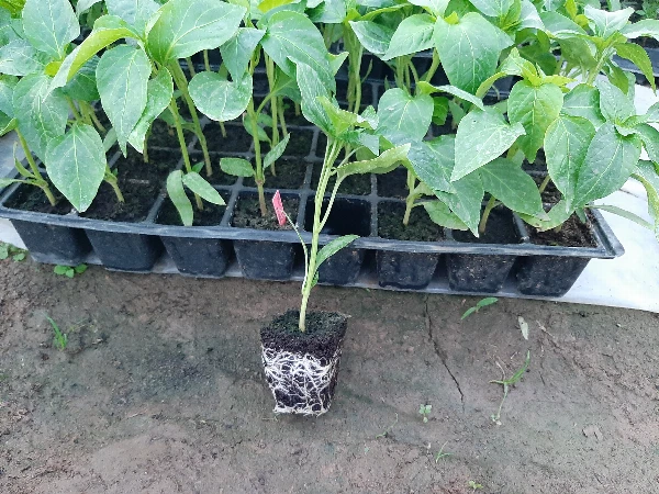 Paprika palánta Arany alma