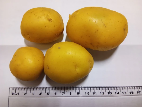 Burgonya (Primabelle)