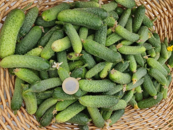Roppanós csemegeuborka