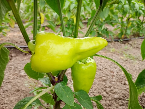 Csípős paprika - PCR