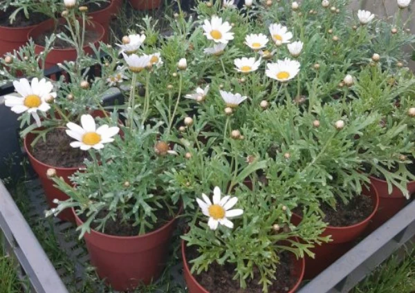 Margaréta (fehér)