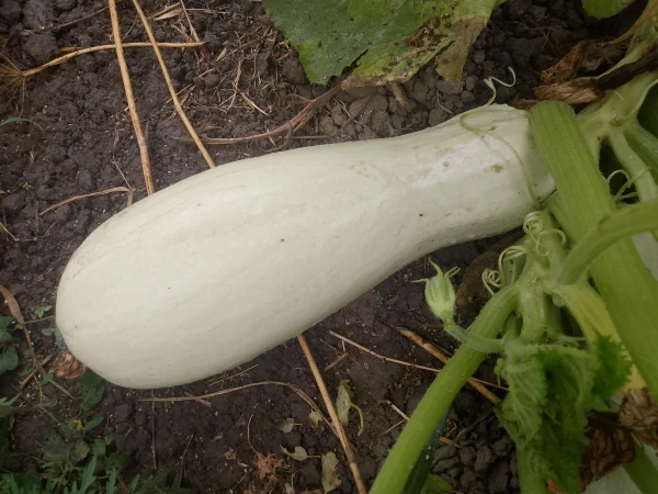 Tök (kb. 0,8-2 kg/db)