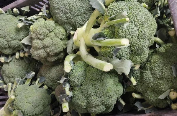 Brokkoli (kb. 0,7-0,9 kg/db)