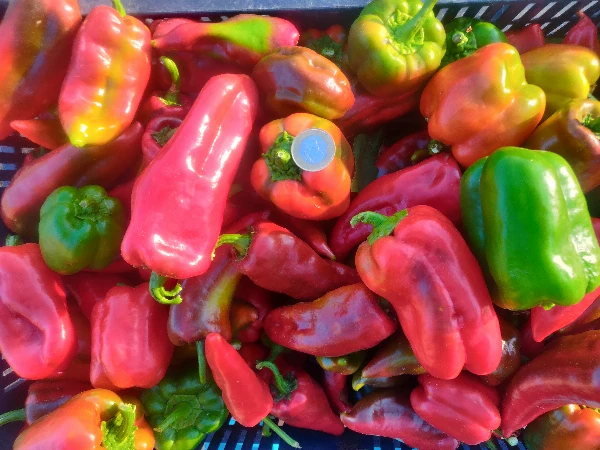 Paprika (vegyesen Corno Rosso, kaliforniai, alma)