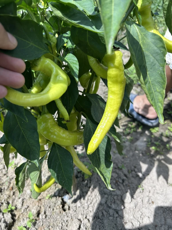 Elefánt orr paprika