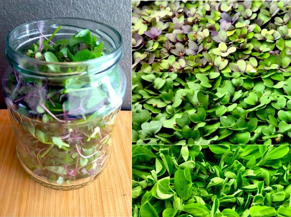 Vegyes mikrozöld (vöröskáposzta-karalábé-borsó)