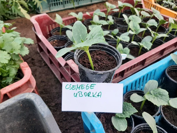 Uborka palánta csemege