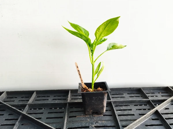 Cserkó paprika palánta