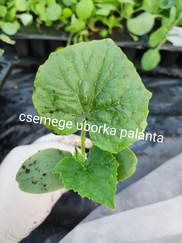 Csemegeuborka palánta