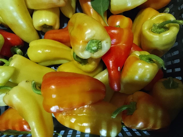 Paprika - Lecsó