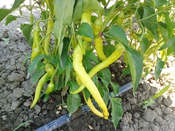 Kecskeszarv paprika (csípős)