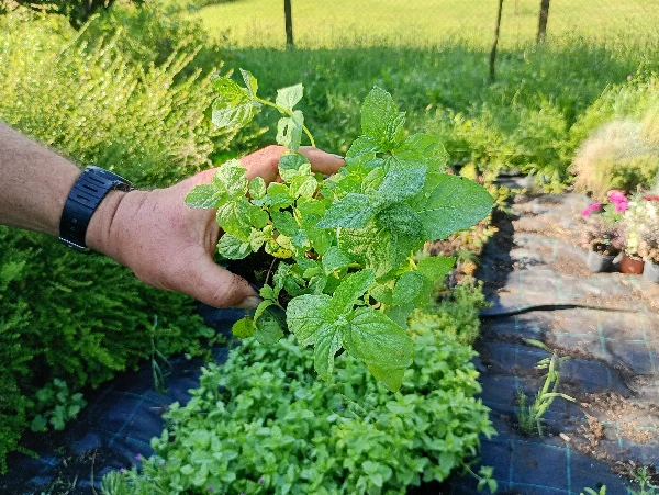 Borsmenta