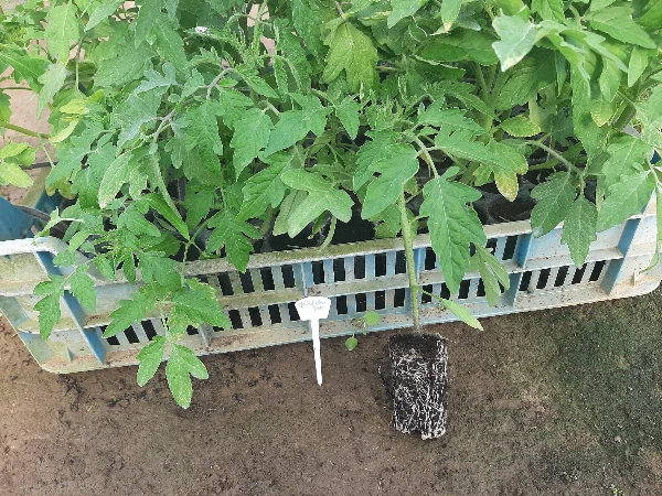 Marmande paradicsom palánta - tovább nevelésre