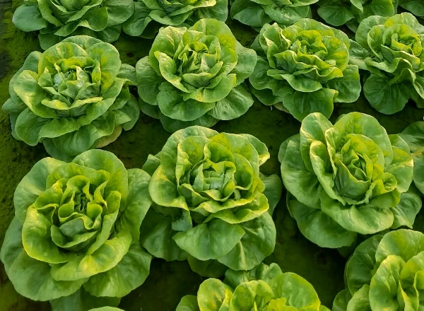 Saláta - Fejes (közepes)