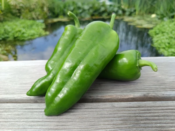 Zöld kápia paprika
