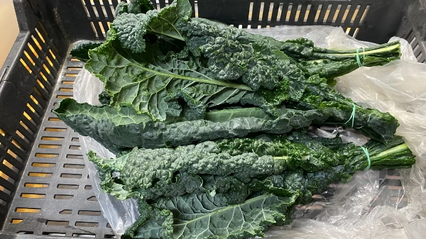 Fekete kel (toszkán kel)