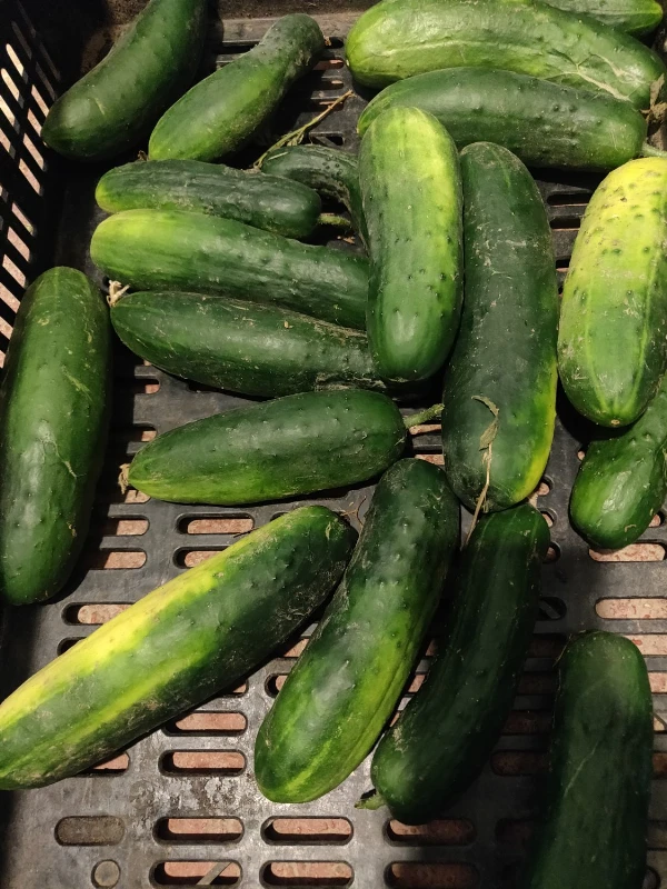 Snack kígyóuborka