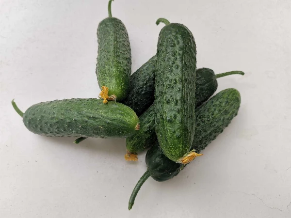 Kovászolni való uborka (kb. 12-15 cm)