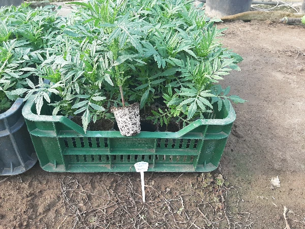 Bársonyvirág narancssárga palánta