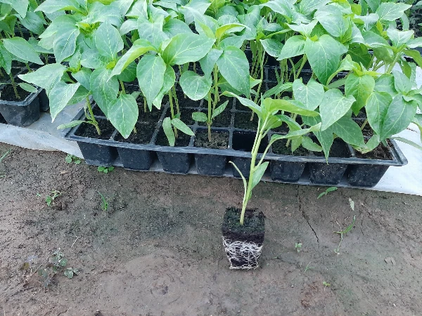 Paprika palánta Kápia FKO