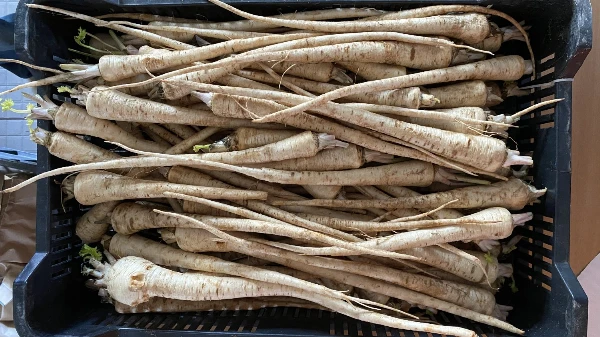 Petrezselyemgyökér