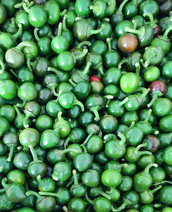 Csipős bicske paprika (cseresznye)