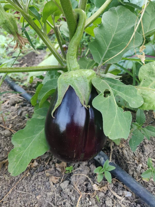 Padlizsán