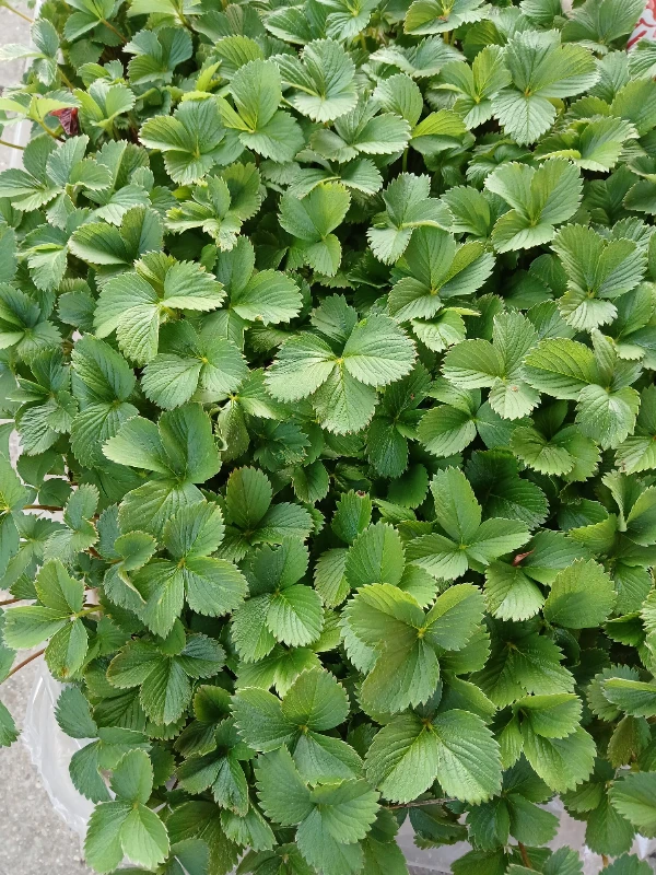 Eperpalánta (Joly)