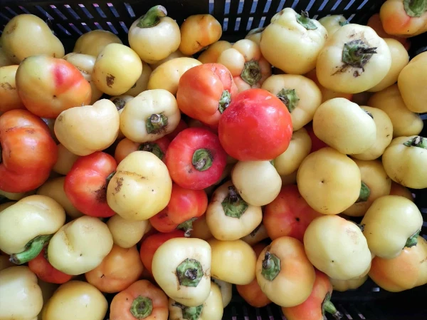 Csemege almapaprika