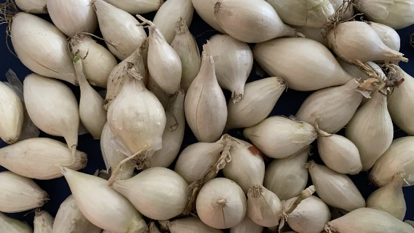 Dughagyma (ültetésre, ezüst)