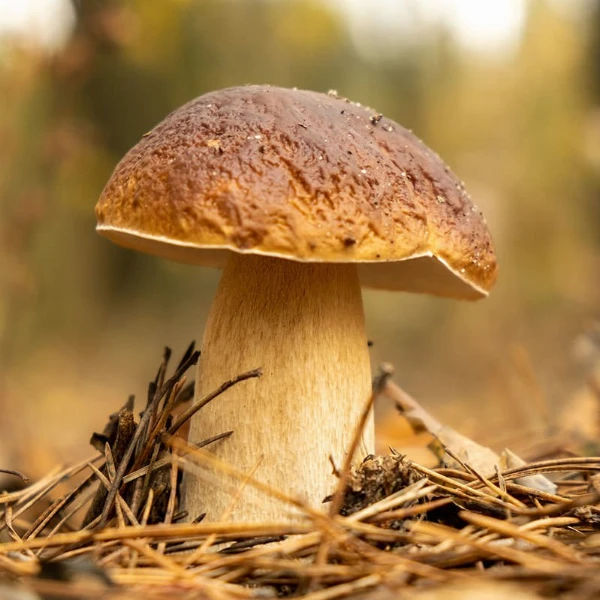 ízletes és bronzos vargányapor