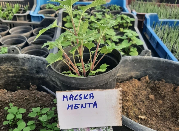 Macskamenta palánta