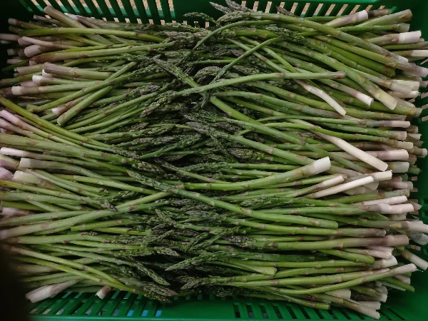 Spárga (vékonyak)