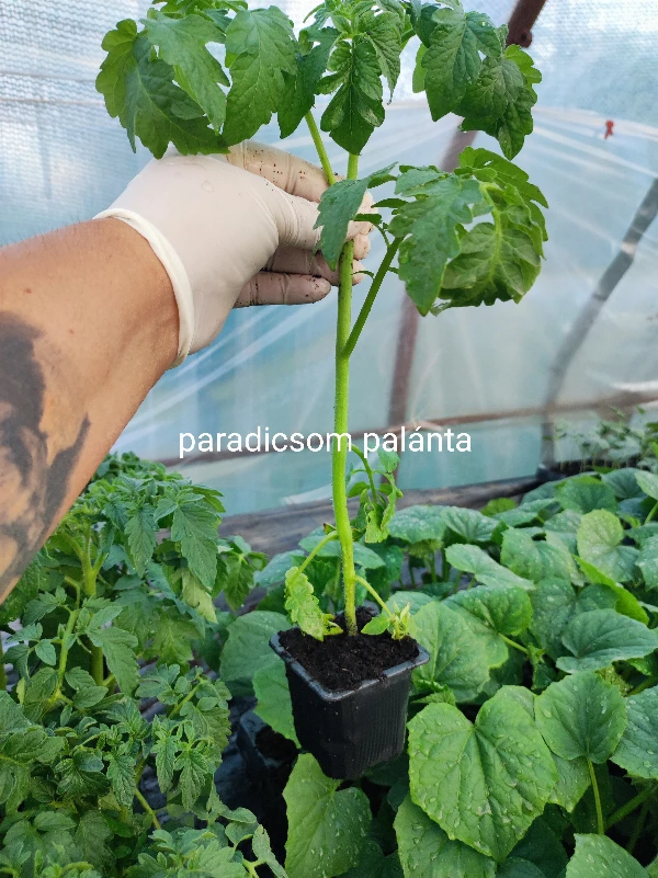 Brutus paradicsom palánta
