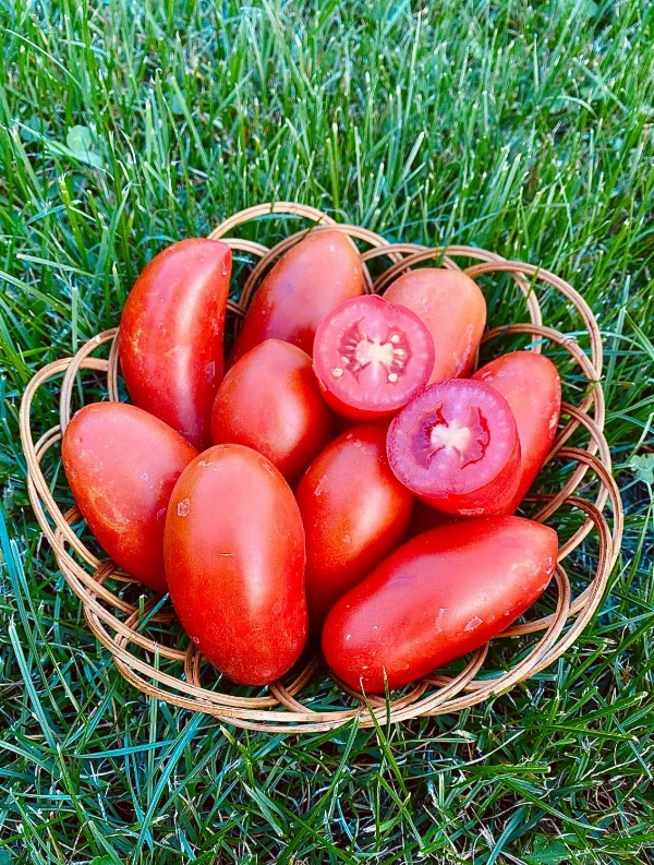 San Marzano paradicsom