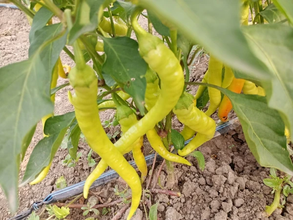 Kecskeszarv paprika (csípős)
