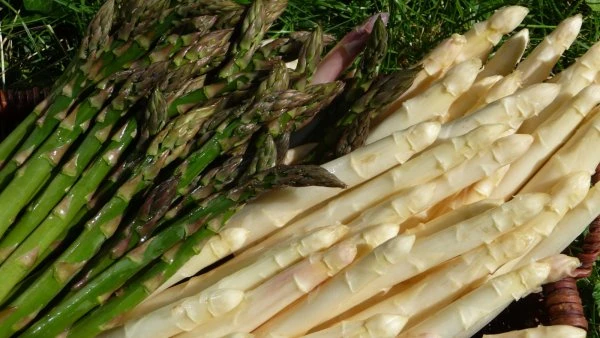 Spárga (fehér)