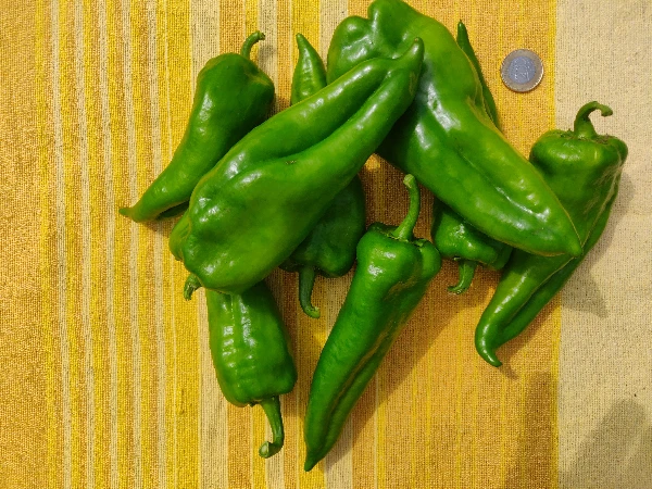 Paprika (kápia típusú, Corno Rosso)