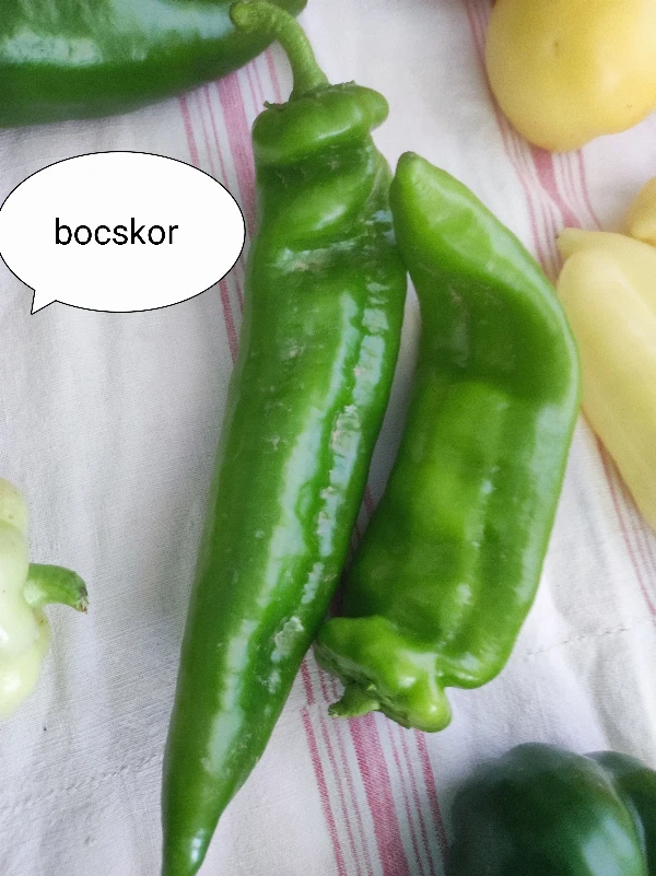 Paprika - Bocskor (zöld)