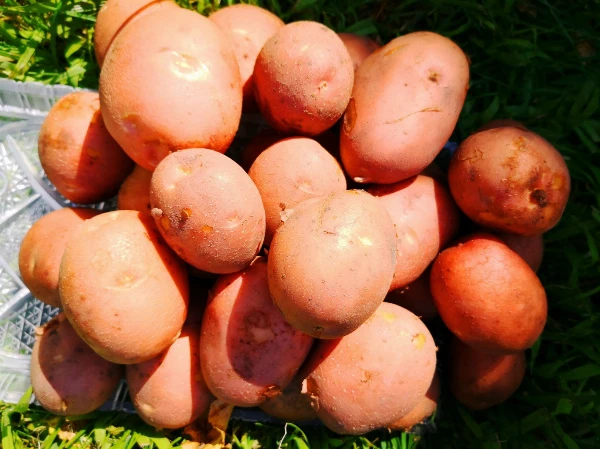 Újburgonya Bella Rosa (piros)